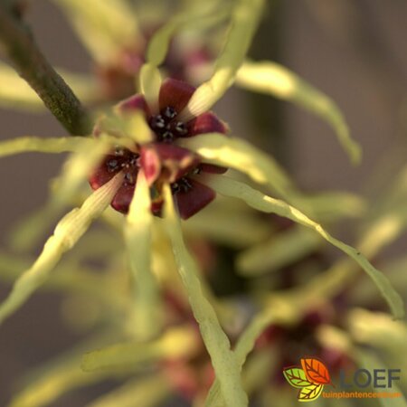Hamamelis mollis 100/125 KL. - afbeelding 2