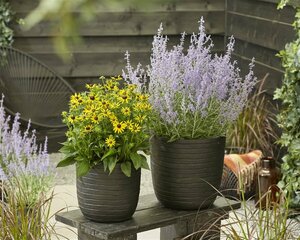 Perovskia atripl. Lacey Blue C2 - afbeelding 5