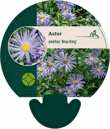Aster amellus 'Blue King' P9 - afbeelding 1