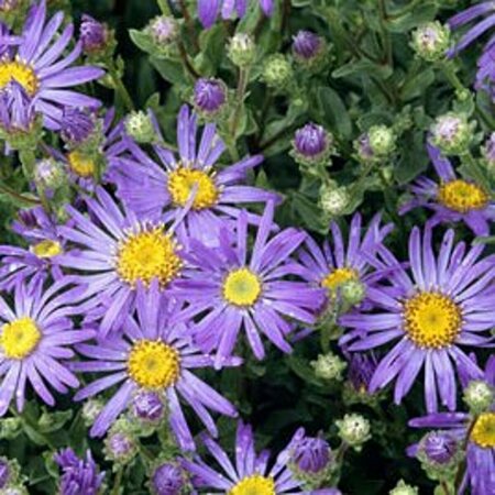 Aster amellus 'Blue King' P9 - afbeelding 2