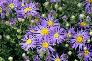 Aster amellus 'Blue King' P9 - afbeelding 3