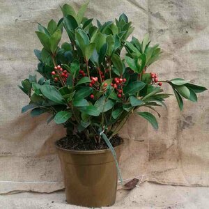 Skimmia japonica 'Obsession' 40/50 C. - afbeelding 1