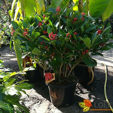 Skimmia japonica 'Obsession' 40/50 C. - afbeelding 3