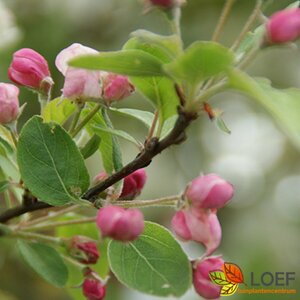 Malus 'Red Sentinel' 125/150 C. - afbeelding 2