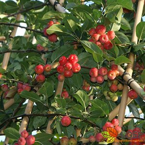 Malus 'Red Sentinel' 125/150 C. - afbeelding 4