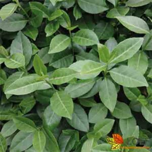 Euonymus fortunei 'Dart's Blanket' C1.5