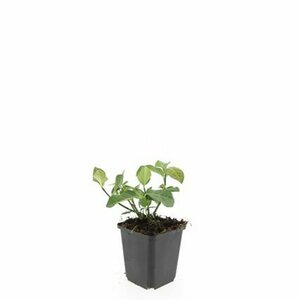 Euonymus fortunei 'Dart's Blanket' C1.5 - afbeelding 3