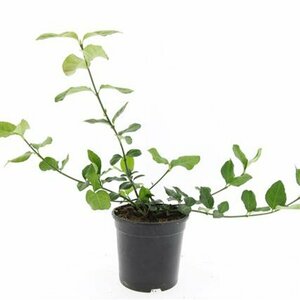 Euonymus fortunei 'Dart's Blanket' C1.5 - afbeelding 7