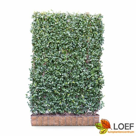 Euonymus fortunei 'Dart's Blanket' C1.5 - afbeelding 11