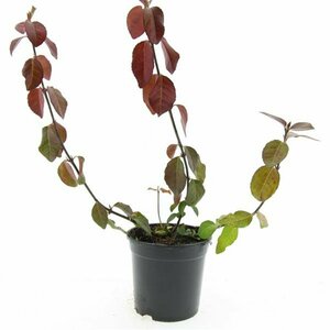 Euonymus fortunei 'Dart's Blanket' C1.5 - afbeelding 8