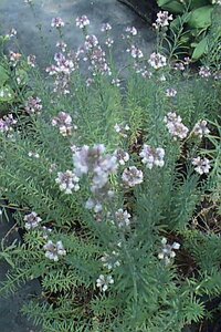Linaria purpurea P9