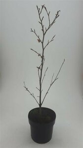 Fagus sylvatica 'Atropunicea' 12-14 C. - afbeelding 7