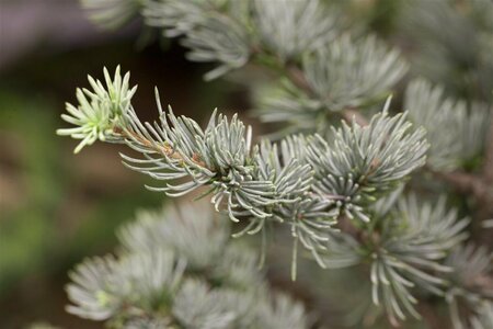 Cedrus atlantica 'Glauca' 100/125 C.