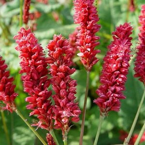 Persicaria 'Delgado Macho' P9 - afbeelding 3