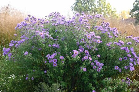 Aster n.-a. 'Barr's Blue' P9 - afbeelding 3
