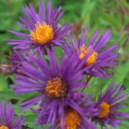 Aster n.-a. 'Barr's Blue' P9 - afbeelding 4