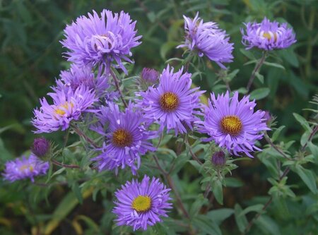 Aster n.-a. 'Barr's Blue' P9 - afbeelding 5