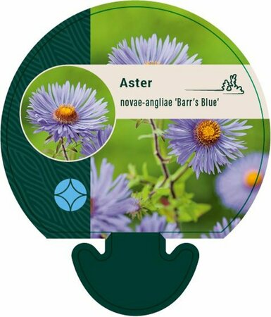 Aster n.-a. 'Barr's Blue' P9 - afbeelding 1