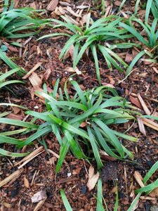 Ophiopogon japonicus 'Minor' P9 - afbeelding 3