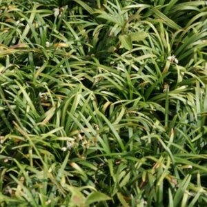 Ophiopogon japonicus 'Minor' P9