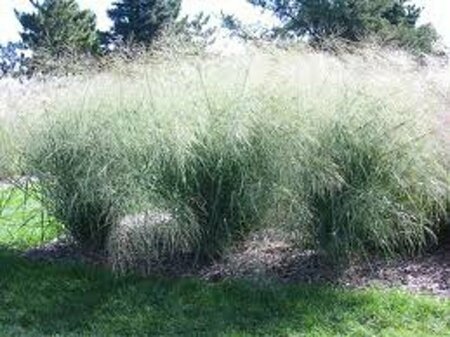 Panicum virgatum 'Cloud Nine' P9 - afbeelding 1
