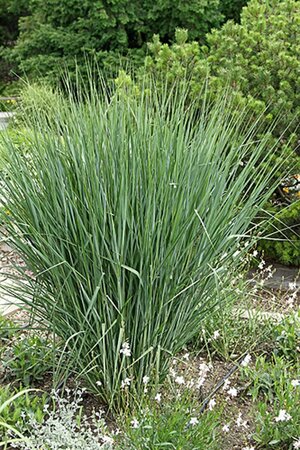 Panicum virgatum 'Cloud Nine' P9 - afbeelding 2