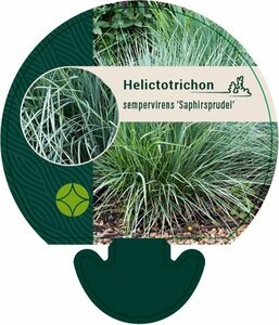 Helictotrichon sem. 'Saphirsprudel' P9