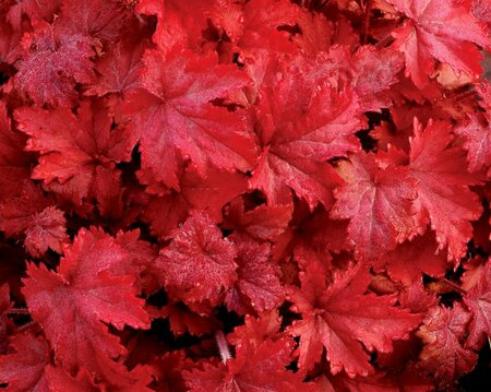 Heuchera 'Fire Chief' P9 - afbeelding 2