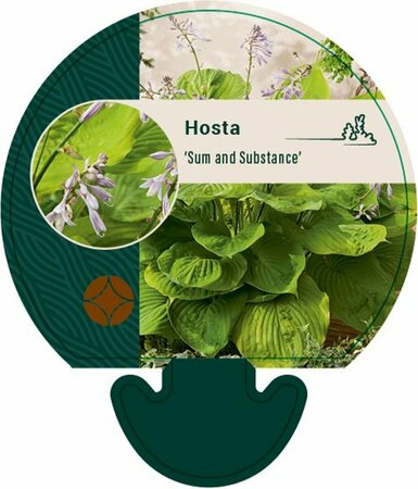 Hosta 'Sum and Substance' P9 - afbeelding 7