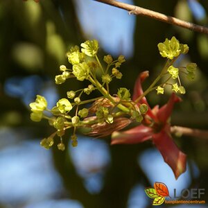 Acer platanoides 'Globosum' ST. 225 10-12 C.  - afbeelding 2