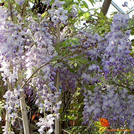 Wisteria sinensis 'Prolific' 250/275 C.