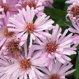 Aster dumosus 'Herbstgrüss v.Bresserh.' P9 - afbeelding 5