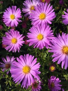 Aster dumosus 'Herbstgrüss v.Bresserh.' P9 - afbeelding 3