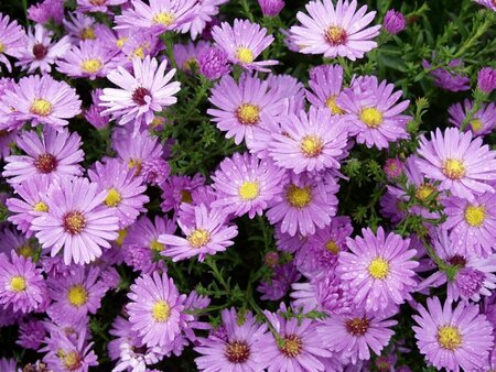 Aster dumosus 'Herbstgrüss v.Bresserh.' P9 - afbeelding 6