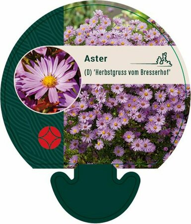Aster dumosus 'Herbstgrüss v.Bresserh.' P9 - afbeelding 4