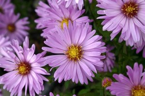 Aster dumosus 'Herbstgrüss v.Bresserh.' P9 - afbeelding 8