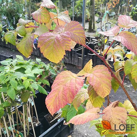 Rubus idaeus 'Malling Promise' 50/60 C. 
