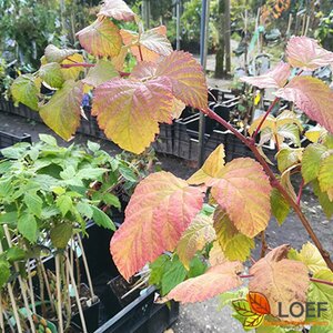 Rubus idaeus 'Malling Promise' 50/60 C. 