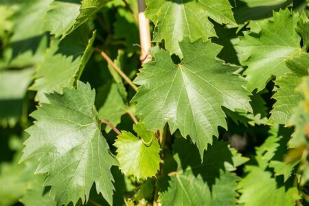Vitis vinifera 'Bianca' 50/60 C. 