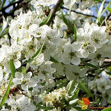 Pyrus salicifolia 'Pendula' ST. 180 6-8 W.  - afbeelding 1