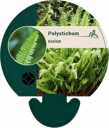 Polystichum munitum C2 - afbeelding 6