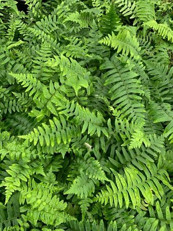 Polystichum munitum C2 - afbeelding 5