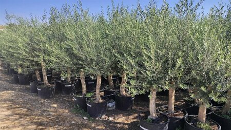 Olea europaea Bonsai 60-80 C. - afbeelding 5