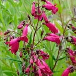 Penstemon 'Andenken an F. Hahn' P9