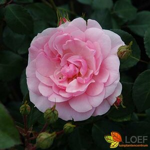 Rosa (H) Bonica 82 C1.5 e.w.