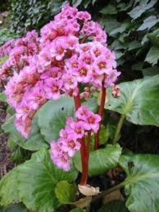 Bergenia purpurascens P9