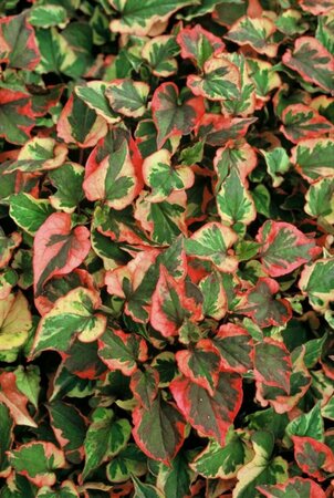 Houttuynia cordata 'Chameleon' P9 - afbeelding 2