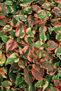 Houttuynia cordata 'Chameleon' P9 - afbeelding 2