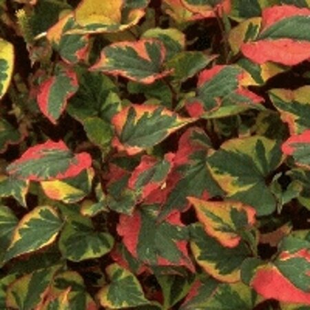 Houttuynia cordata 'Chameleon' P9 - afbeelding 2