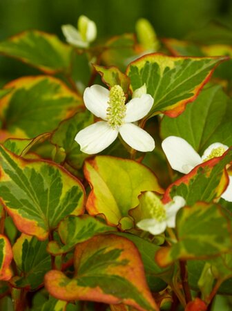 Houttuynia cordata 'Chameleon' P9 - afbeelding 3